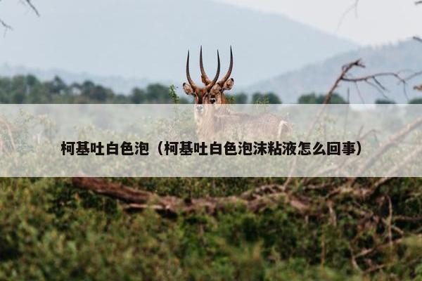 柯基吐白色泡（柯基吐白色泡沫粘液怎么回事）