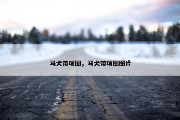马犬带项圈，马犬带项圈图片
