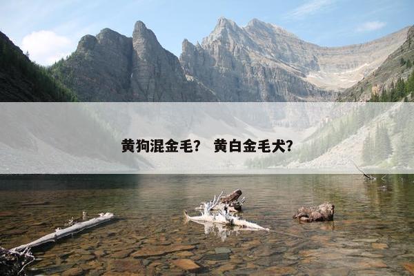 黄狗混金毛？ 黄白金毛犬？