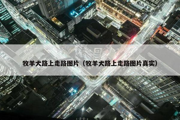 牧羊犬路上走路图片（牧羊犬路上走路图片真实）
