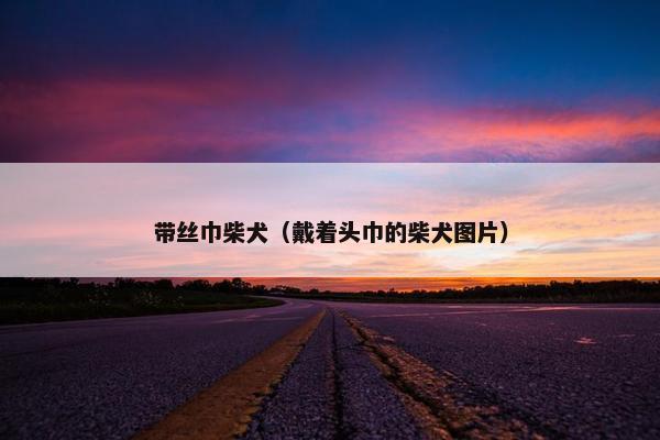 带丝巾柴犬（戴着头巾的柴犬图片）