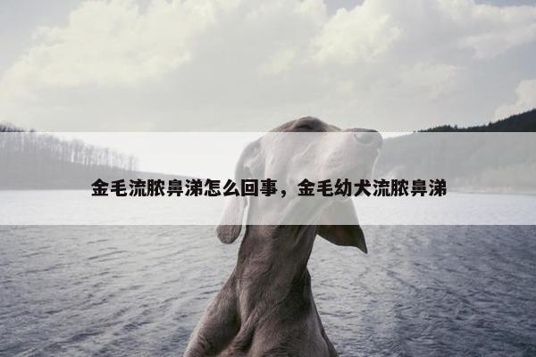 金毛流脓鼻涕怎么回事，金毛幼犬流脓鼻涕