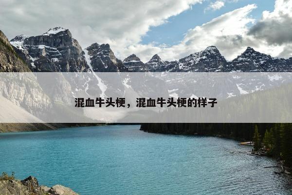 混血牛头梗，混血牛头梗的样子