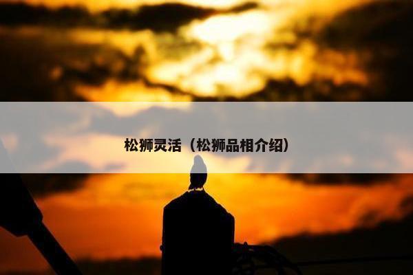 松狮灵活（松狮品相介绍）