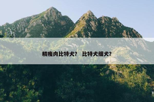 精瘦肉比特犬？ 比特犬细犬？