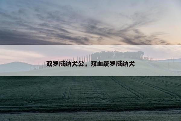 双罗威纳犬公，双血统罗威纳犬