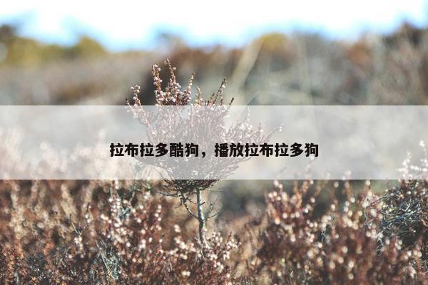 拉布拉多酷狗，播放拉布拉多狗