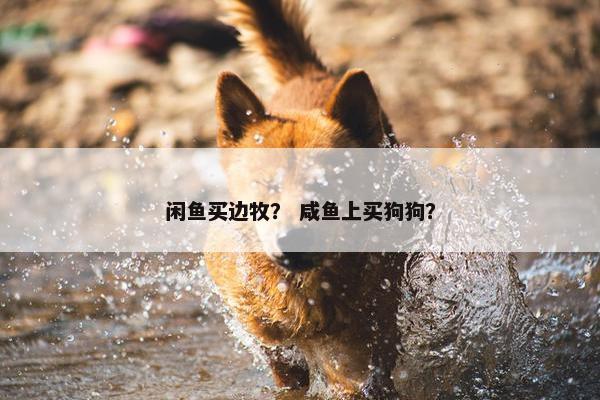 闲鱼买边牧？ 咸鱼上买狗狗？