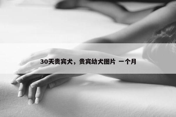 30天贵宾犬，贵宾幼犬图片 一个月