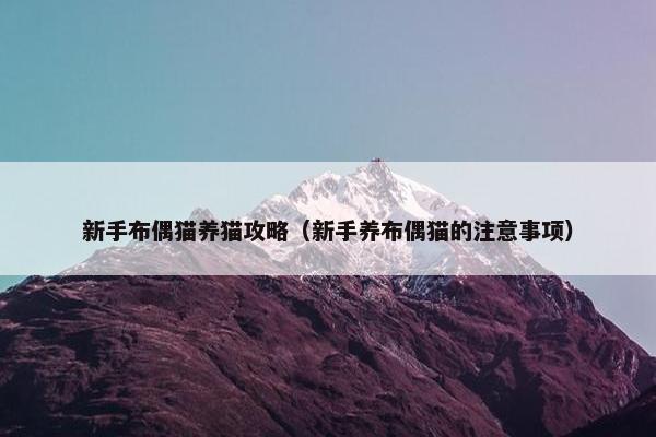 新手布偶猫养猫攻略（新手养布偶猫的注意事项）