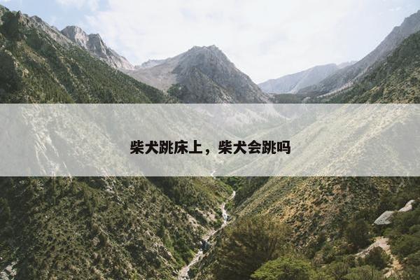 柴犬跳床上，柴犬会跳吗