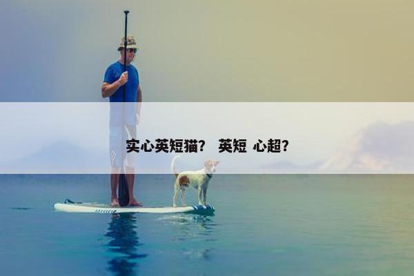 实心英短猫？ 英短 心超？