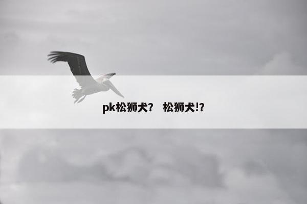 pk松狮犬？ 松狮犬!？