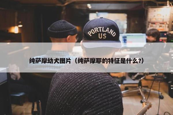 纯萨摩幼犬图片（纯萨摩耶的特征是什么?）