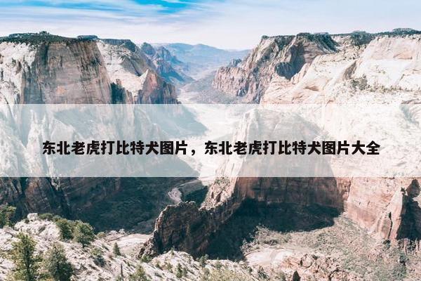 东北老虎打比特犬图片，东北老虎打比特犬图片大全