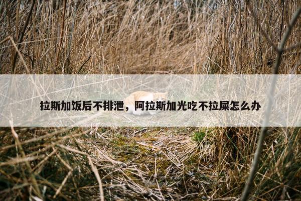 拉斯加饭后不排泄，阿拉斯加光吃不拉屎怎么办