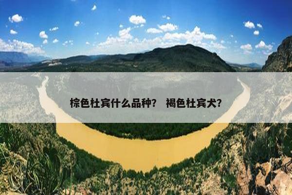 棕色杜宾什么品种？ 褐色杜宾犬？