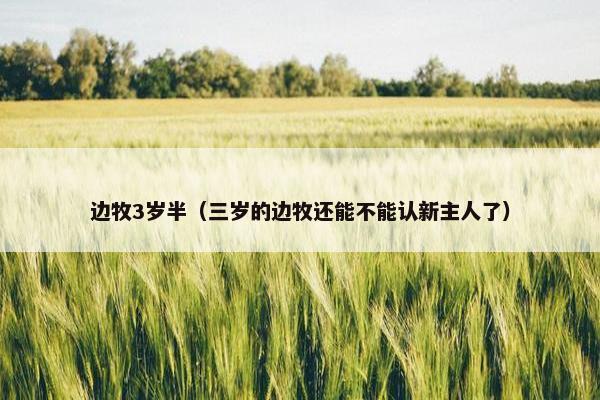 边牧3岁半（三岁的边牧还能不能认新主人了）