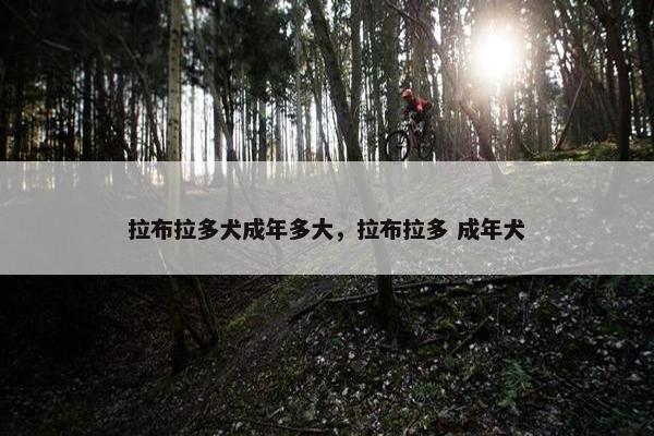 拉布拉多犬成年多大，拉布拉多 成年犬