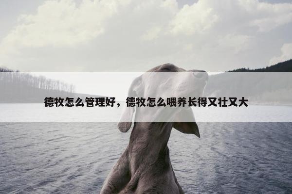 德牧怎么管理好，德牧怎么喂养长得又壮又大