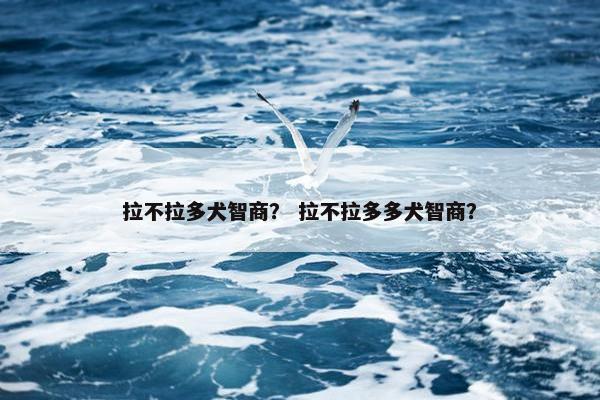 拉不拉多犬智商？ 拉不拉多多犬智商？