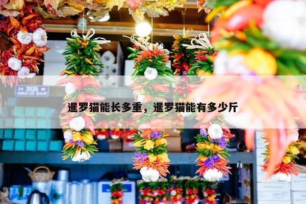 暹罗猫能长多重，暹罗猫能有多少斤