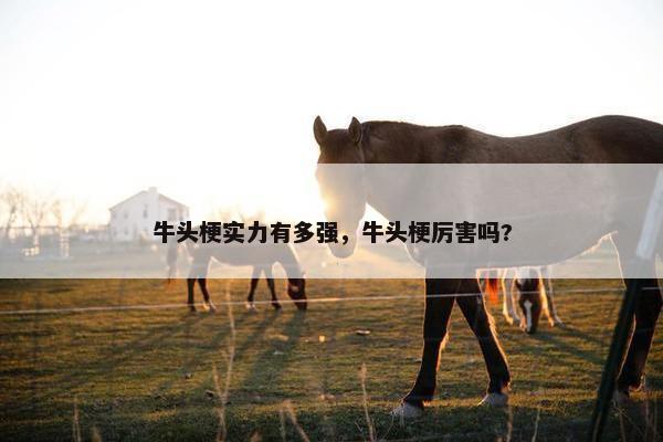 牛头梗实力有多强，牛头梗厉害吗?