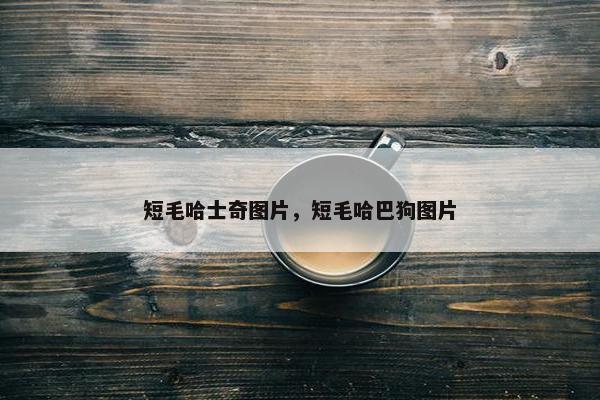 短毛哈士奇图片，短毛哈巴狗图片
