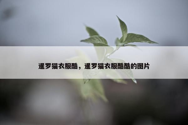 暹罗猫衣服酷，暹罗猫衣服酷酷的图片