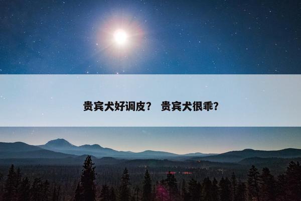 贵宾犬好调皮？ 贵宾犬很乖？