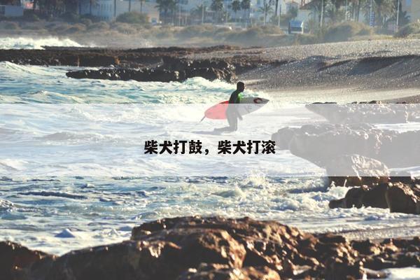 柴犬打鼓，柴犬打滚