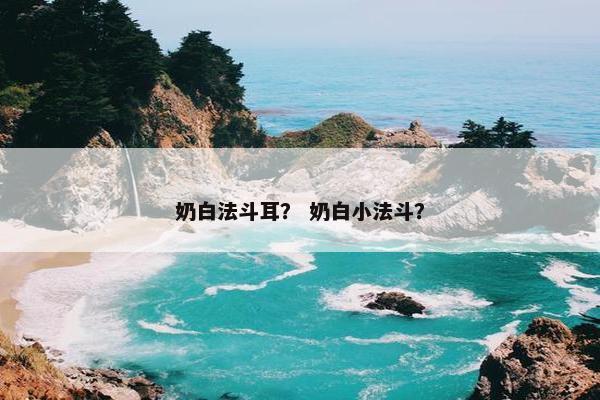 奶白法斗耳？ 奶白小法斗？
