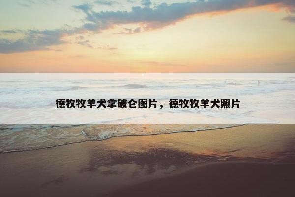 德牧牧羊犬拿破仑图片，德牧牧羊犬照片