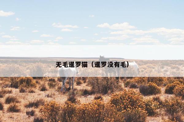 无毛暹罗猫（暹罗没有毛）