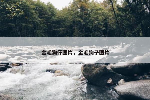 金毛狗仔图片，金毛狗子图片
