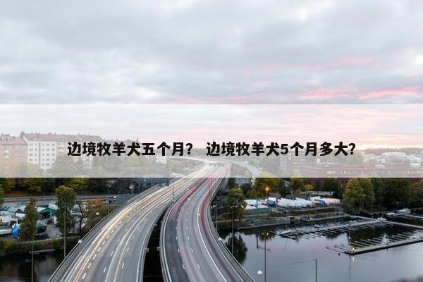 边境牧羊犬五个月？ 边境牧羊犬5个月多大？