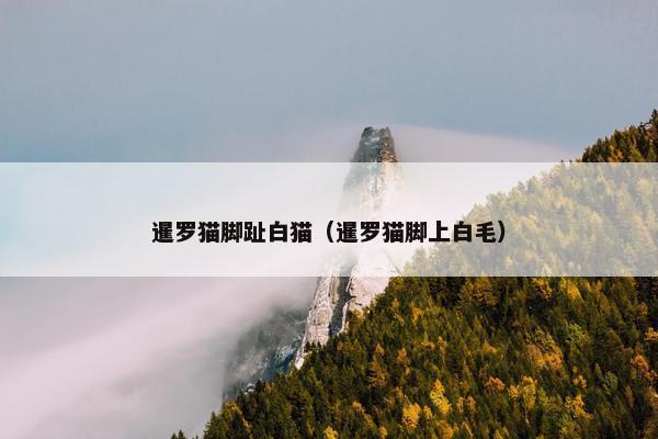 暹罗猫脚趾白猫（暹罗猫脚上白毛）