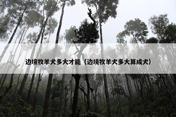 边境牧羊犬多大才能（边境牧羊犬多大算成犬）