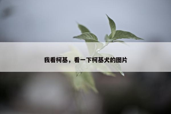 我看柯基，看一下柯基犬的图片