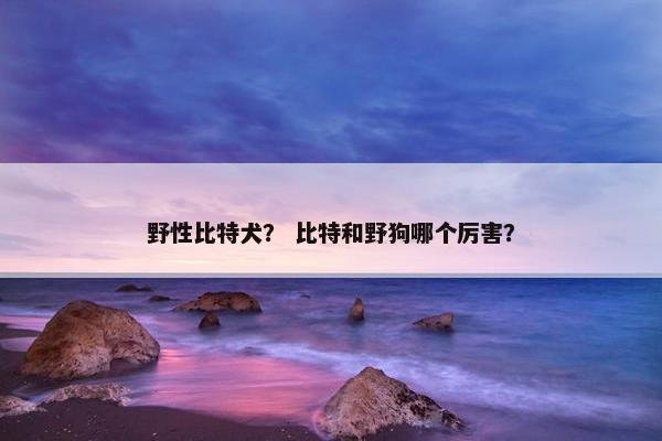 野性比特犬？ 比特和野狗哪个厉害？