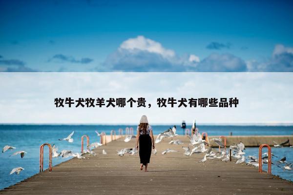 牧牛犬牧羊犬哪个贵，牧牛犬有哪些品种