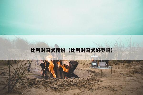 比利时马犬传说（比利时马犬好养吗）