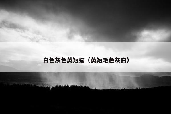 白色灰色英短猫（英短毛色灰白）