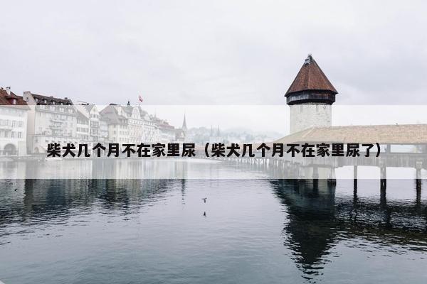 柴犬几个月不在家里尿（柴犬几个月不在家里尿了）