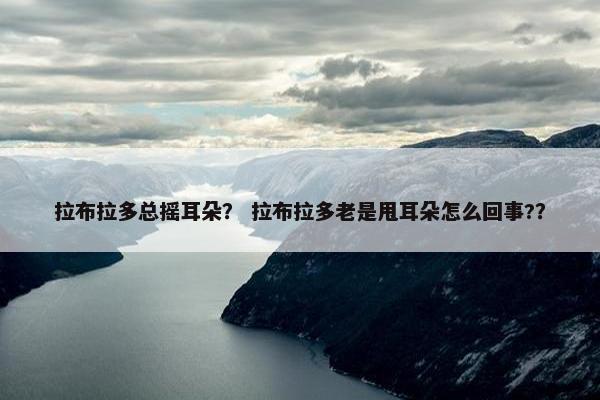 拉布拉多总摇耳朵？ 拉布拉多老是甩耳朵怎么回事?？