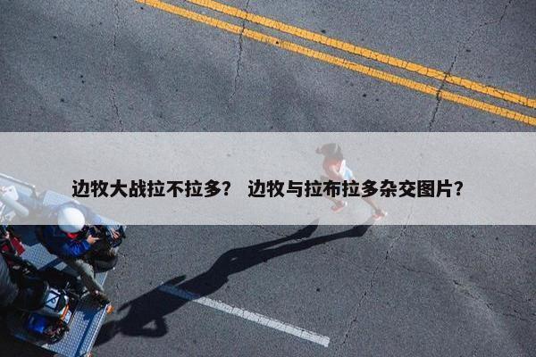 边牧大战拉不拉多？ 边牧与拉布拉多杂交图片？
