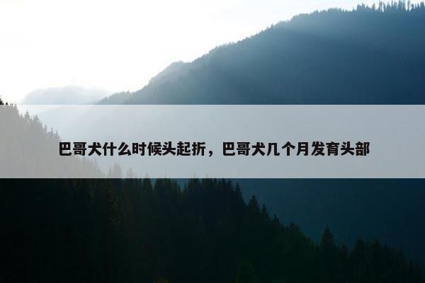 巴哥犬什么时候头起折，巴哥犬几个月发育头部