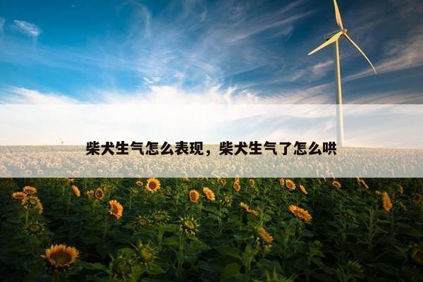 柴犬生气怎么表现，柴犬生气了怎么哄