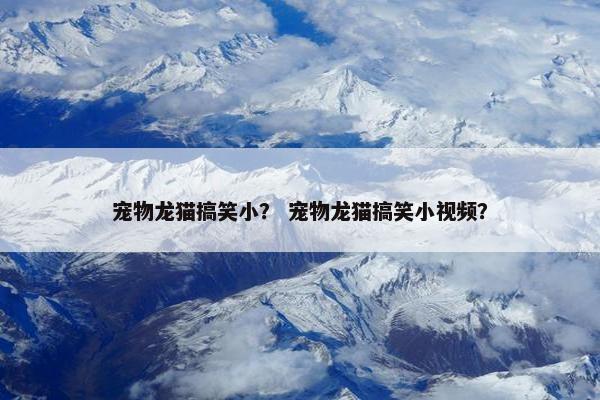 宠物龙猫搞笑小？ 宠物龙猫搞笑小视频？