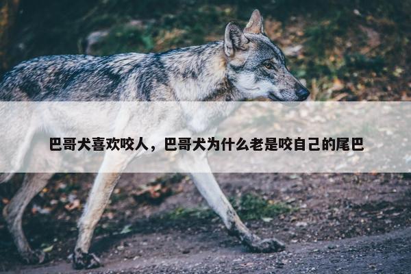 巴哥犬喜欢咬人，巴哥犬为什么老是咬自己的尾巴